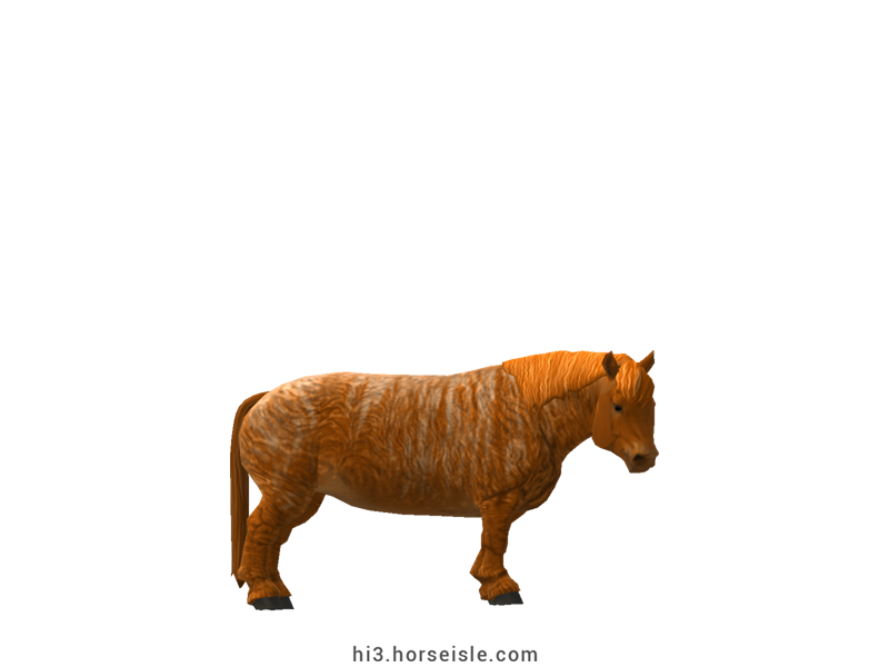 Cow-pony Highland Brindle Chestnut Coat
